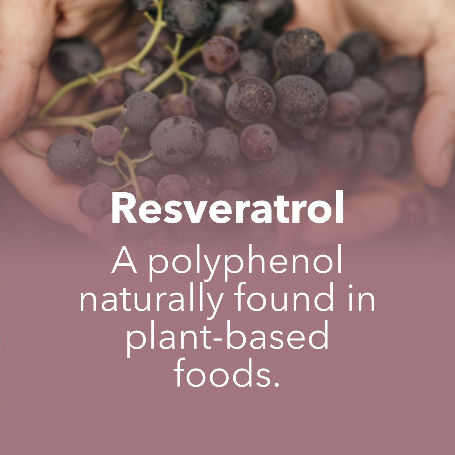 Prozis Resveratrol 150mg 60 caps